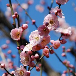 梅