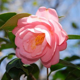 椿