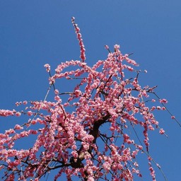 梅