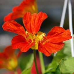 金蓮花