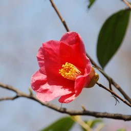 椿