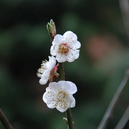 梅