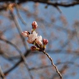 桜