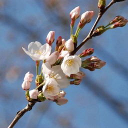 桜