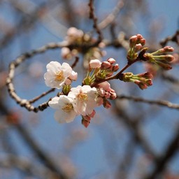 桜
