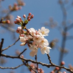 桜