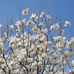 こぶし