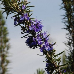 紫の花