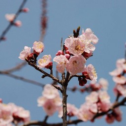 梅