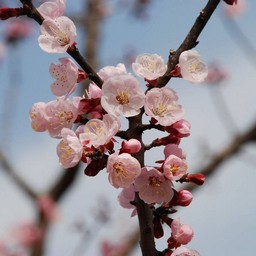 梅