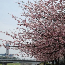 桜