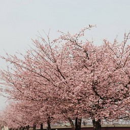 桜