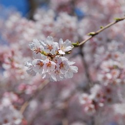桜