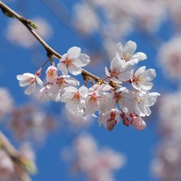 桜