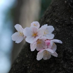 桜
