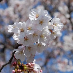 桜
