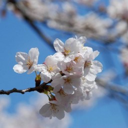 桜