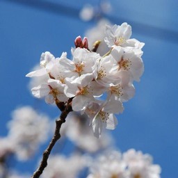桜