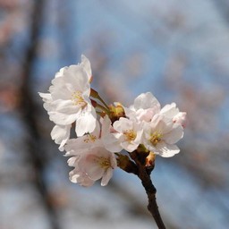 桜