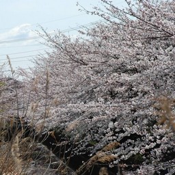 桜