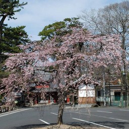 桜