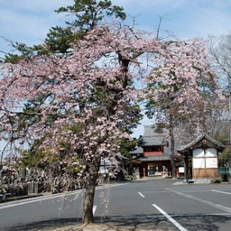 桜