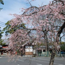 桜