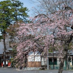 桜