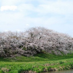 桜