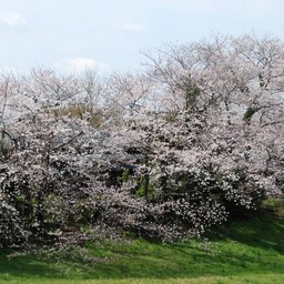 桜