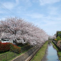 桜