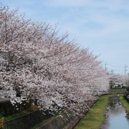 桜