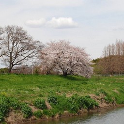 桜