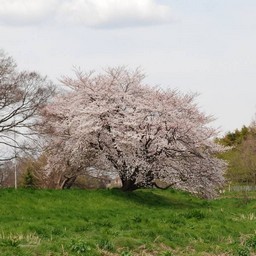 桜