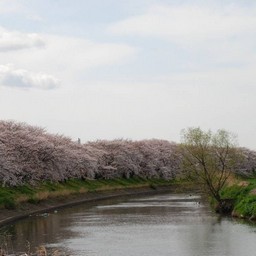桜