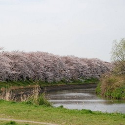 桜