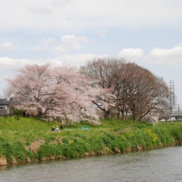 桜