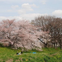 桜