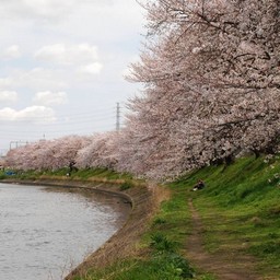 桜