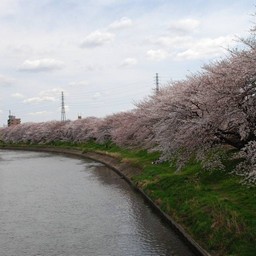 桜