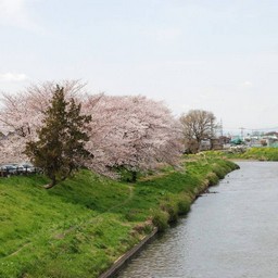 桜