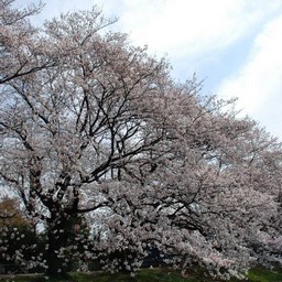 桜