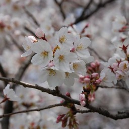 桜