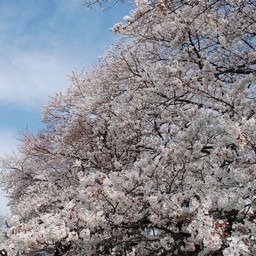 桜