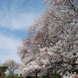 桜
