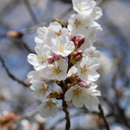 桜