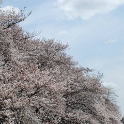 桜