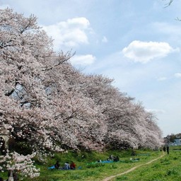 桜