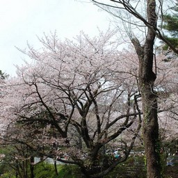 桜