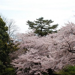 桜